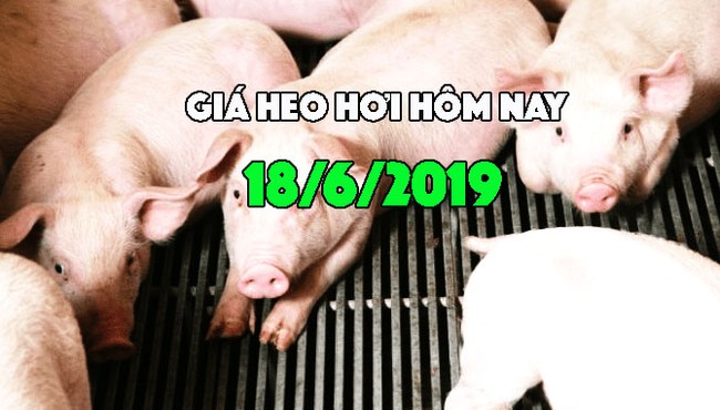 Giá heo hơi hôm nay 18/6: Miền Bắc duy trì giá cao, miền Nam thấp nhất nước