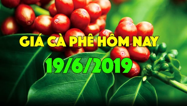 Giá cà phê hôm nay 19/6: Giá cà phê tiếp tục giảm do áp lực dư cung