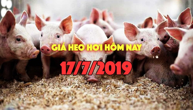 Giá heo hơi hôm nay 17/7: Giá heo miền Trung tăng mạnh, có nơi tăng 4000 đồng/kg