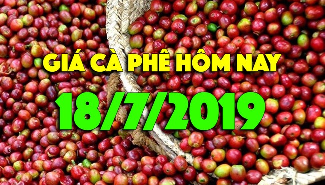 Giá cà phê hôm nay 18/7: Tăng thêm 400 đồng, đạt ngưỡng 34.000 đồng/kg