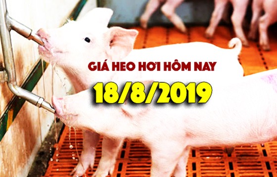 Giá heo hơi hôm nay 18/7: Giá heo hơi miền Nam bất ngờ tăng mạnh