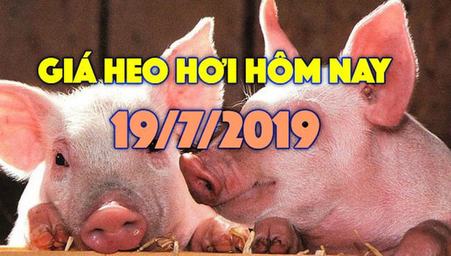 Giá heo hơi hôm nay 19/7: Giá heo miền Nam biến động trái chiều, Đồng Nai bất ngờ tăng