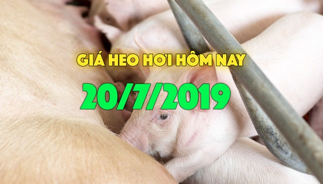 Giá heo hơi hôm nay 20/7: Giá heo miền Nam, miền Trung quay đầu giảm giá