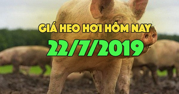 Giá heo hơi ngày 22/7: Giá heo hơi miền Bắc đang ở mức cao 