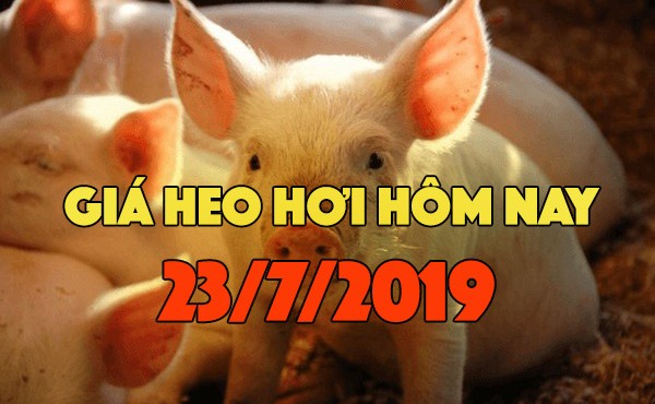 Giá heo hơi hôm nay 23/7: Giá heo miền Bắc quay đầu giảm, có nơi giảm 3000 đồng/kg