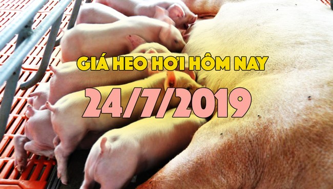 Giá heo hơi hôm nay 24/7: Giá heo hơi miền Nam giảm nhẹ, miền Bắc và miền Trung ít biến động