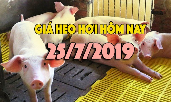 Giá heo hơi hôm nay 25/7: Giá heo ổn định, miền Trung tăng trở lại