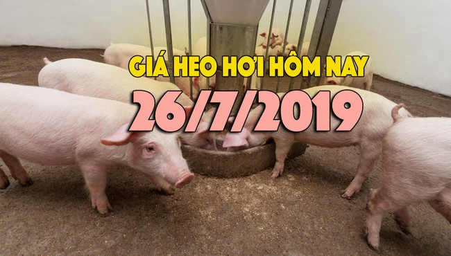 Giá heo hơi hôm nay 26/7: Giá heo hơi ổn định, giá ở miền Bắc cao nhất nước