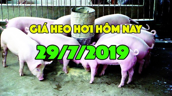 Giá heo hơi hôm nay 29/7: Giá heo hơi dự báo sẽ tăng trong 15 ngày tới