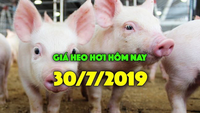 Giá heo hơi hôm nay 30/7: Miền Bắc vẫn cao nhất nước, miền Nam tiếp tục đà giảm