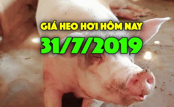 Giá heo hơi hôm nay 31/7: Diễn biến giá heo trái chiều ở miền Bắc và miền Nam