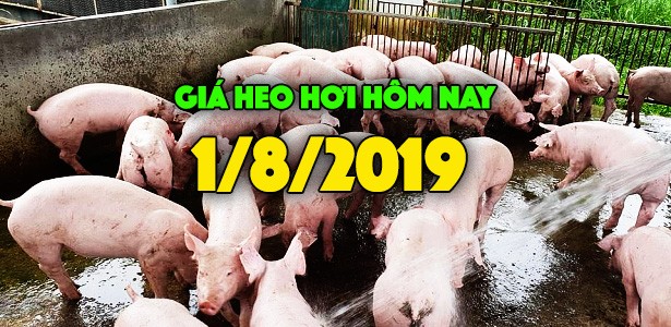 Giá heo hơi hôm nay 1/8: Giá heo miền Nam tăng nhẹ 2000 đồng/kg