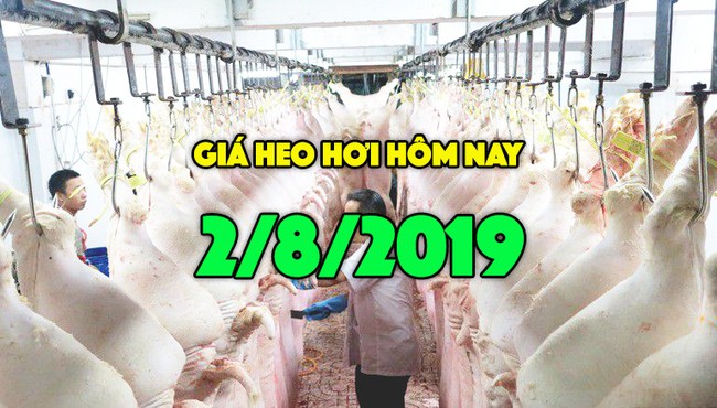 Giá heo hơi hôm nay 2/8: Giá heo hơi miền Bắc tăng 2000 đồng/kg 