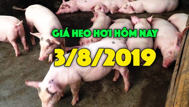 Giá heo hơi hôm nay 3/8: Giá heo hơi miền Bắc tăng, cao nhất 42.000 đồng/kg