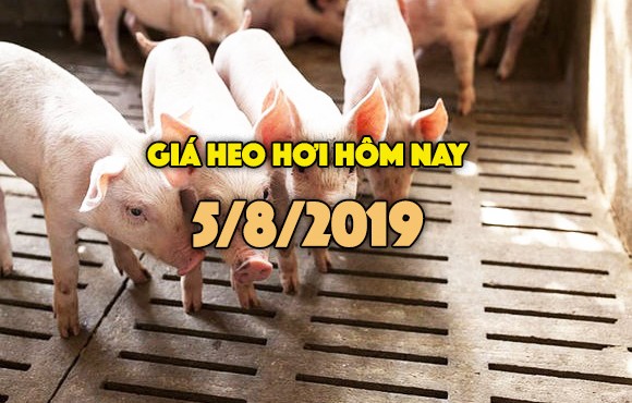 Giá heo hơi hôm nay 5/8: Giá heo hơi miền Bắc tăng nhẹ, miền Nam chưa khởi sắc