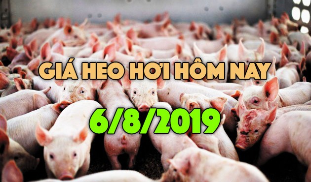 Giá heo hơi ngày 6/8: Giá heo miền Bắc tiếp đà tăng, miền Nam ở mức thấp