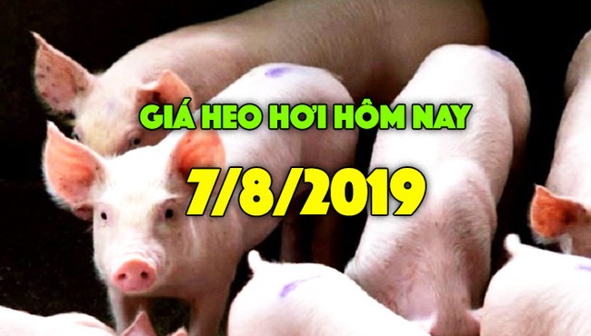 Giá heo hơi hôm nay 7/8: Giá heo hơi miền Bắc tiếp tục tăng, có nơi lên đến 45.000 đồng