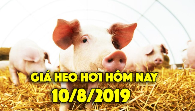 Giá heo hơi hôm nay 10/8: Miền Bắc tiếp tục tăng mạnh