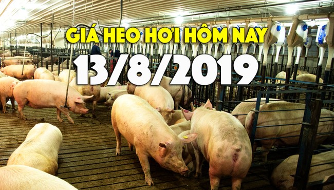 Giá heo hơi hôm nay 13/8: Miền Bắc đạt đỉnh 53.000 đồng, miền Nam có nơi tăng 7.000 đồng/kg