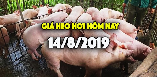 Giá heo hơi hôm nay 14/8: Giá heo hơi miền Nam tiếp tục tăng mạnh