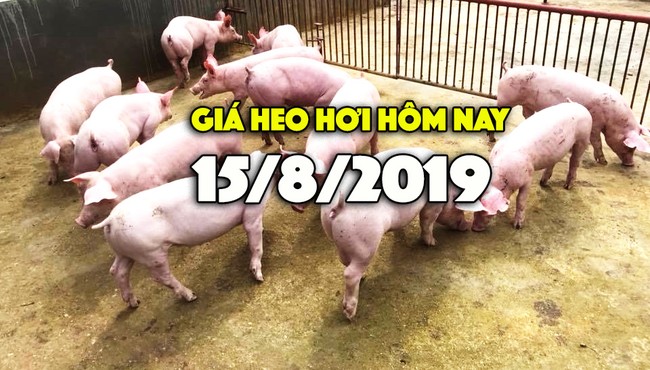 Giá heo hơi hôm nay 15/8: Giá heo hơi miền Bắc đang ở mức cao