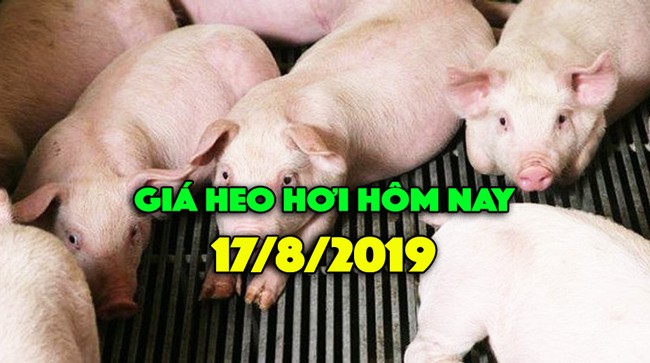 Giá heo hơi 17/8: Giá tiếp tục tăng ở miền Nam, miền Bắc ổn định