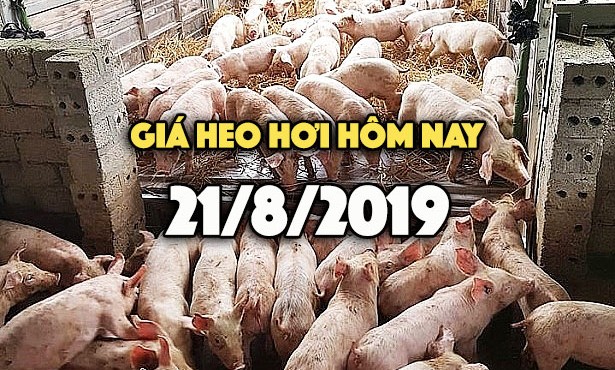 Giá heo hơi hôm nay 21/8: Giá heo hơi tăng ở cả 3 miền