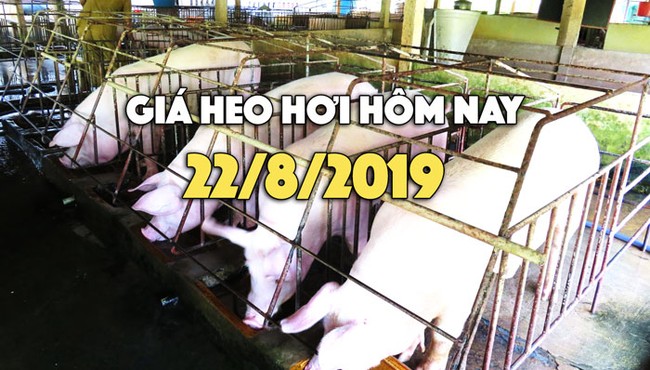 Giá heo hơi hôm nay 22/8: Giá heo hơi tại miền Bắc tăng trở lại, có nơi 52.000 đồng/kg