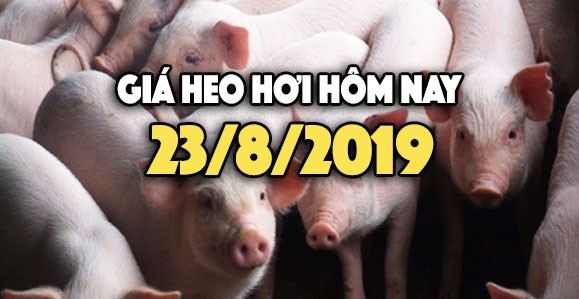 Giá heo hơi hôm nay 23/8: Giá heo hơi tại miền Bắc vẫn giữ ở mức cao