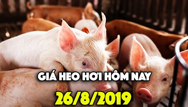 Giá heo hơi hôm nay 26/8: Giá heo miền Nam đạt mốc 45.000 đồng/kg