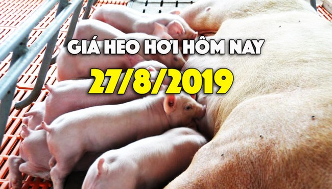 Giá heo hơi hôm nay 27/8: Miền Bắc tăng nhẹ, miền Nam vẫn 43.0000 đồng/kg