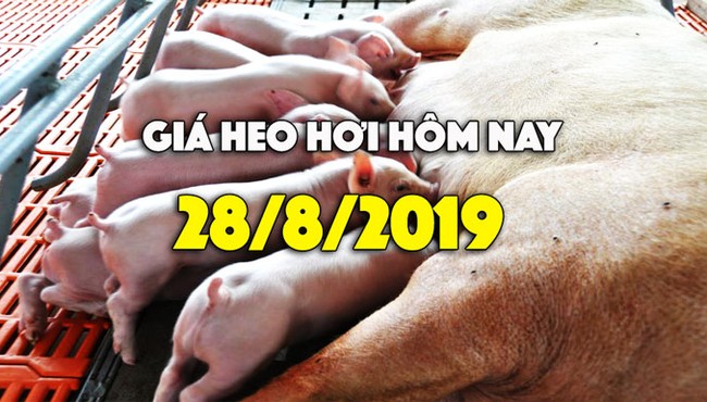 Giá heo hơi hôm nay 28/8: Giá heo hơi miền Nam tiếp đà tăng