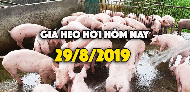 Giá heo hơi hôm nay 29/8: Giá heo hơi miền Nam quay đầu giảm nhẹ