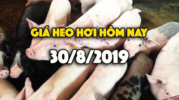 Giá heo hơi hôm nay 30/8: Giá heo ổn định ở 3 miền, dự báo tăng sau lễ 2/9