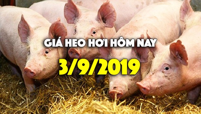 Giá heo hơi hôm nay 3/9: Giá heo hơi tăng sau lễ 2/9, miền Bắc 50.000 đồng/kg