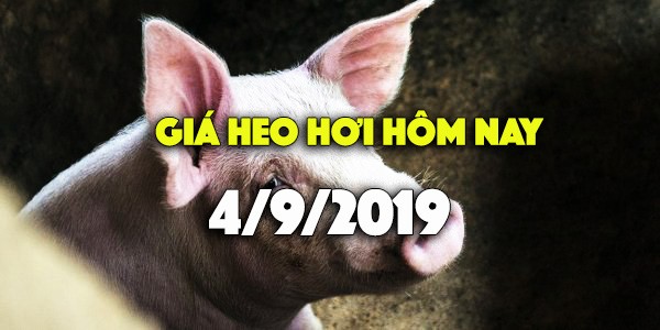 Giá heo hơi hôm nay 4/9: Giá heo hơi bất ngờ giảm cả 3 miền