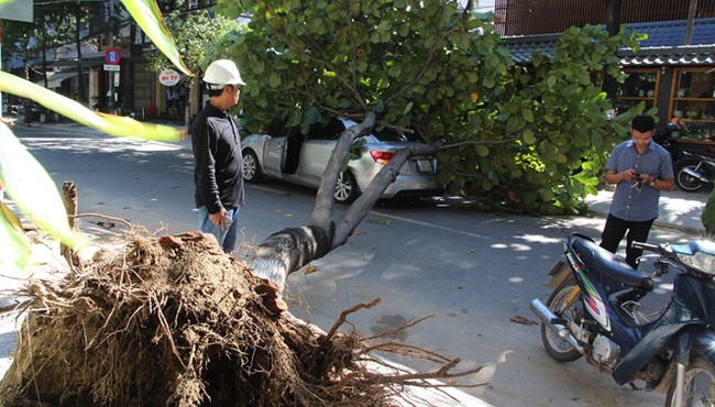 Cây xanh bật gốc đè ô tô đang chạy, tài xế bung cửa thoát thân