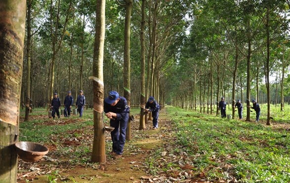 Cao su Đắk Lắk tiếp tục đăng ký bán 18,19 triệu cổ phiếu DRI