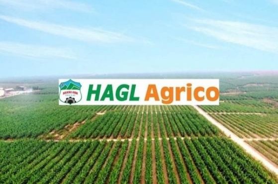 HAGL Agrico công bố lộ trình khắc phục tình trạng chứng khoán bị kiểm soát