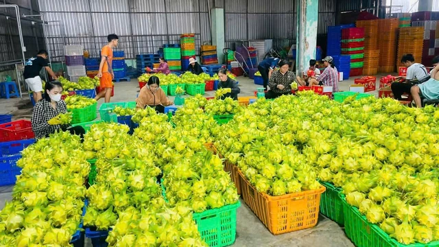 Thanh long vàng “cháy hàng” dịp Tết