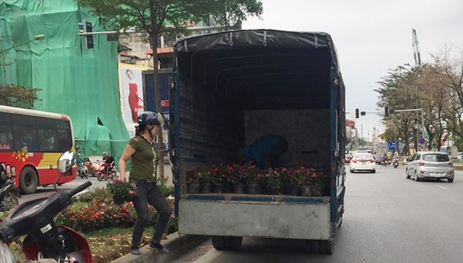 Dân đánh cả ô tô đi “hôi hoa” trên đường Kim Mã