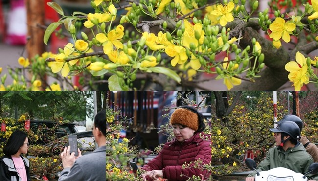 Cận cảnh mai vàng Bình Định đẹp ngẩn ngơ ở chợ Tết Hà Nội