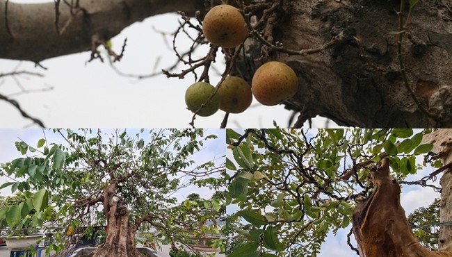 Sung khế cổ dáng đẹp chờ đại gia mua về chơi Tết 