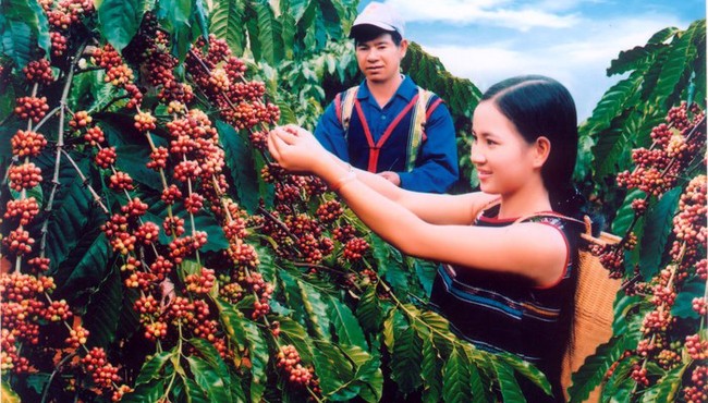 Giá cà phê hôm nay 13/9: Giá cà phê giảm nhẹ sau 4 ngày tăng liên tiếp