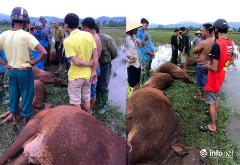 Sét đánh trúng 6 con bò chết tại chỗ, 1 người bị thương