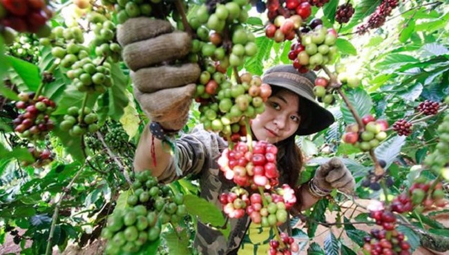  Giá cà phê hôm nay 16/12: Nông dân lao đao vì giá cà phê giảm mạnh