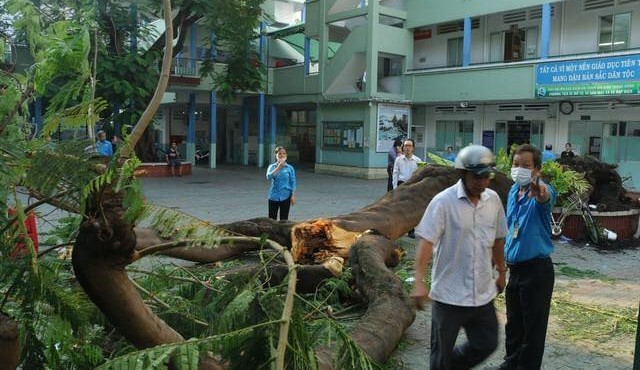 Cây phượng bật gốc lúc sáng sớm khiến gần 13 học sinh bị thương, 1 em đã tử vong