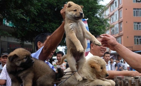 Lễ hội thịt chó diễn ra ở Trung Quốc bất chấp quy định mới về bảo vệ chó