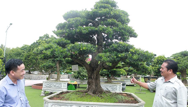 Bộ 3 cây lạ khiến đại gia 'chết mê chết mệt', giá tiền tỷ