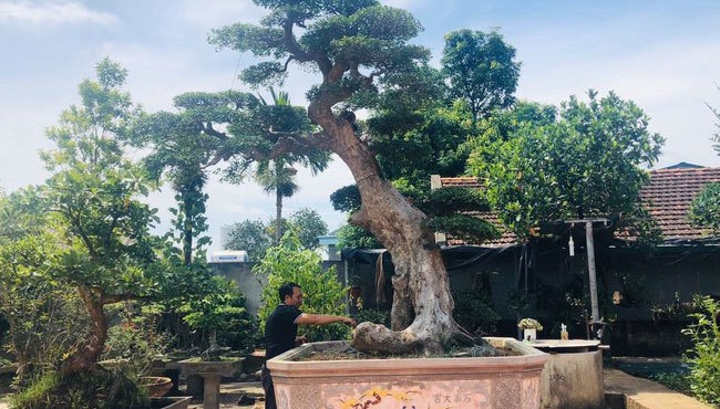 Ông thợ mộc mua cây duối cổ 400 tuổi giá 2 triệu, giờ khách trả 3 tỷ không bán